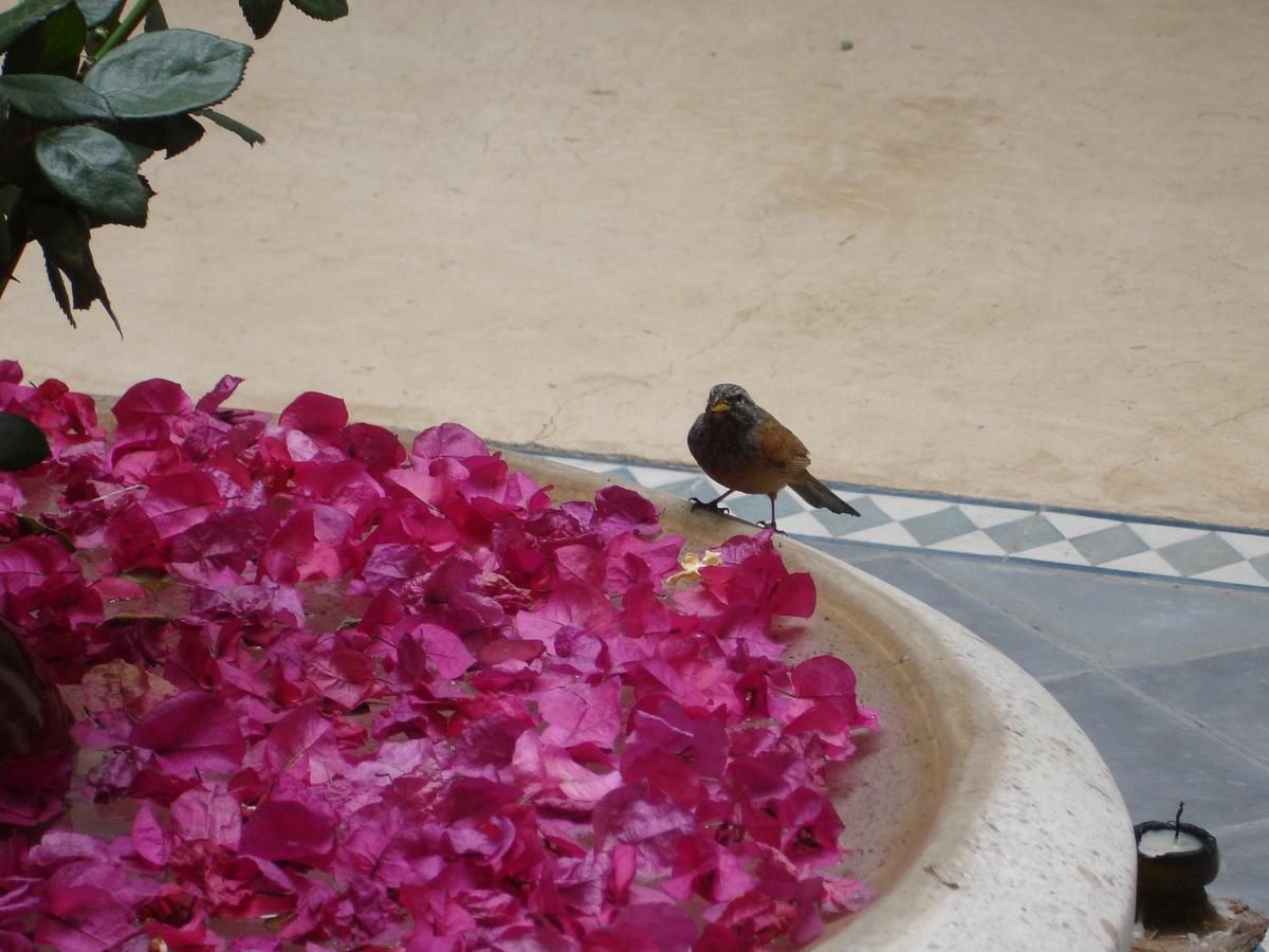 Dar Touyir Otel Marakeş Dış mekan fotoğraf